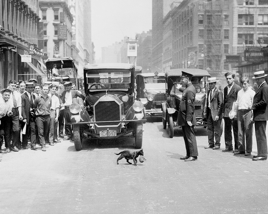 Mother cat Blackie halts traffic as she transports her five