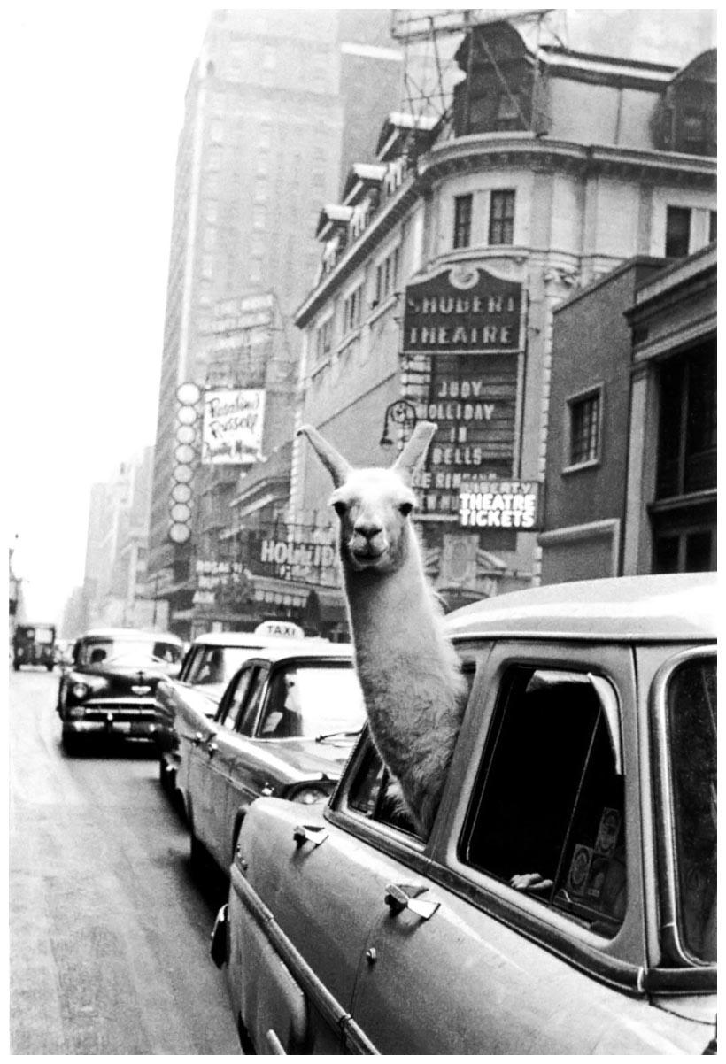 a-llama-in-times-square-life-magazine-december-2nd-1957